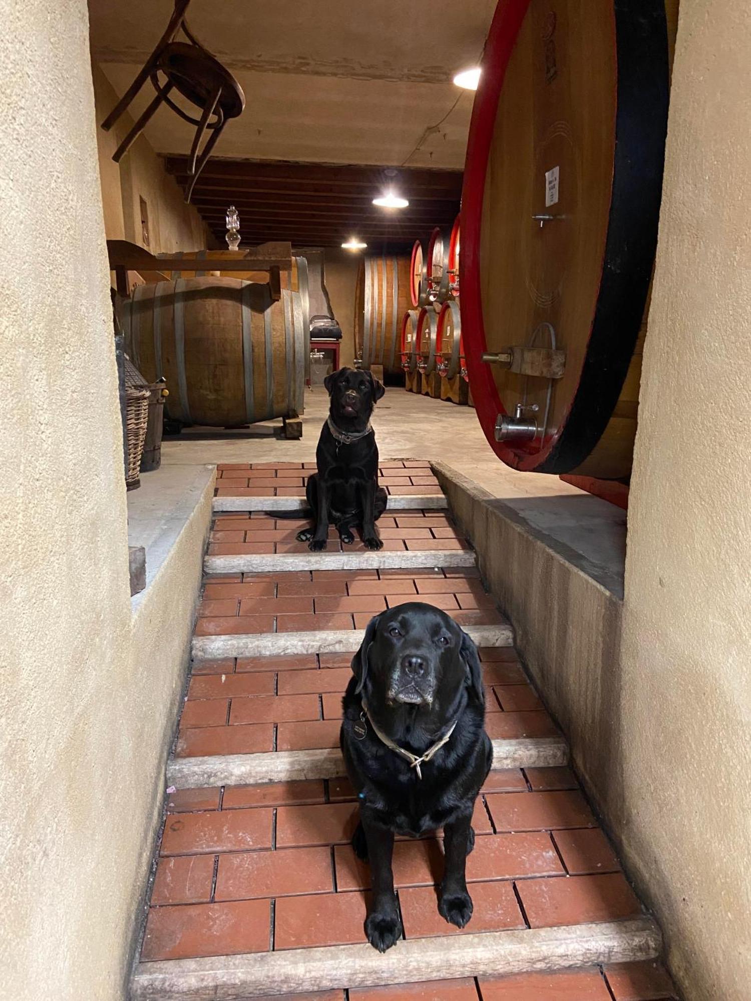 La Vineria Di San Mattia Vakantieboerderij *
