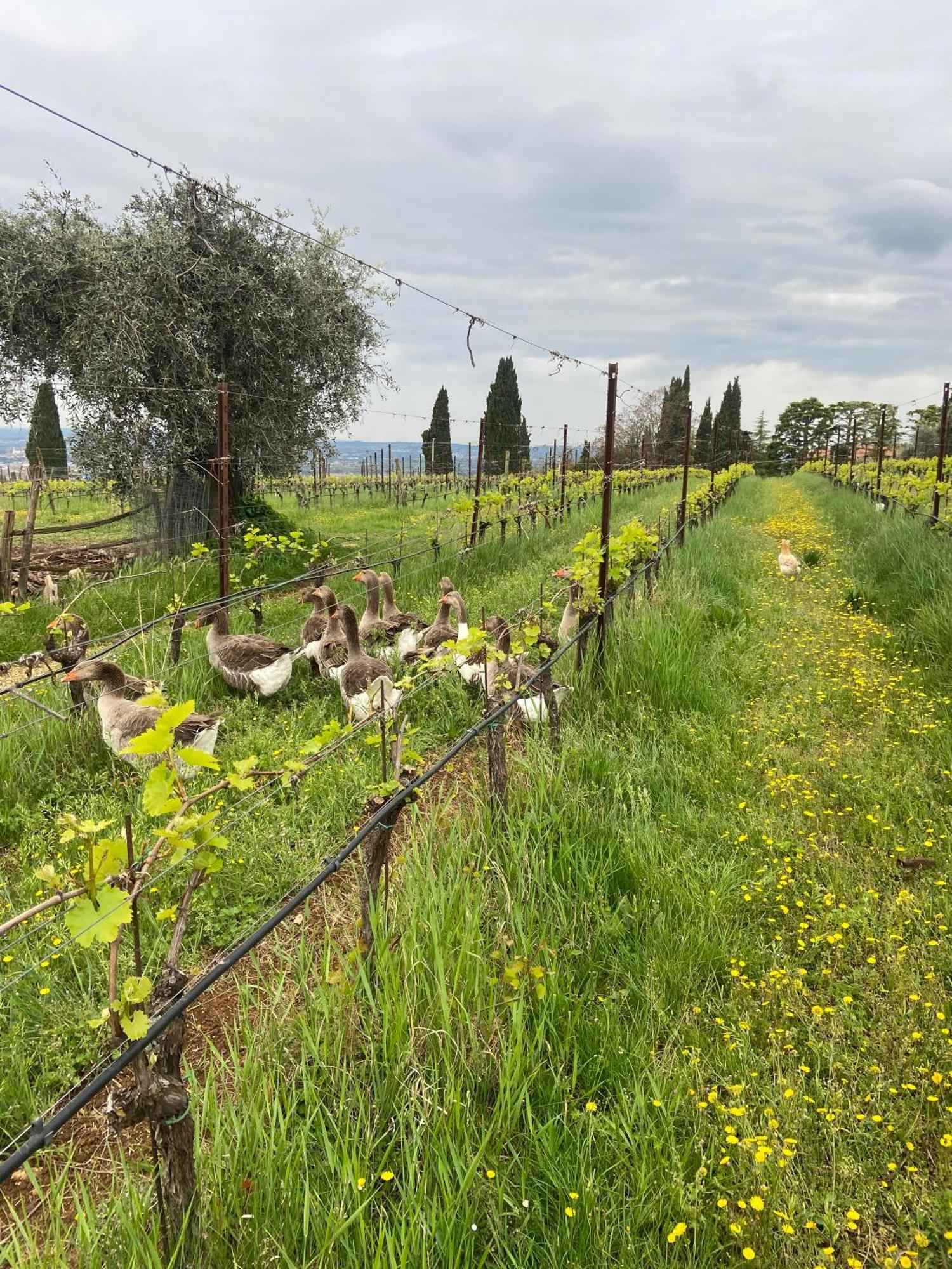La Vineria Di San Mattia Farm stay
